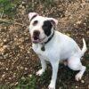 Margot - Un Anno (nata indicativamente il 1 Giugno 2024)  - Mix Amstaff  - Taglia: Media   Foto 8